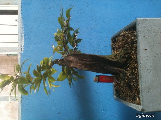 Bán 30 gốc mai ghep bonsai gia 100-150k/gốc - 3