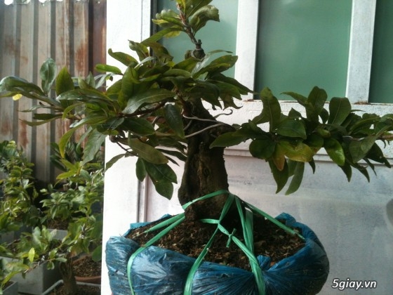 Bán 30 gốc mai ghep bonsai gia 100-150k/gốc