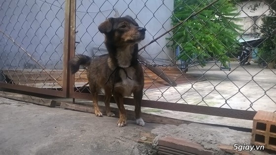 BINH DUONG- Bán bầy chó Phú quốc vện thuần chủng - 17