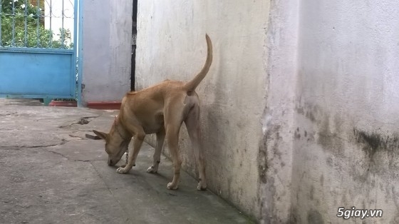 BINH DUONG- Bán bầy chó Phú quốc vện thuần chủng - 14