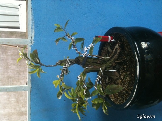 Bán 30 gốc mai ghep bonsai gia 100-150k/gốc - 2