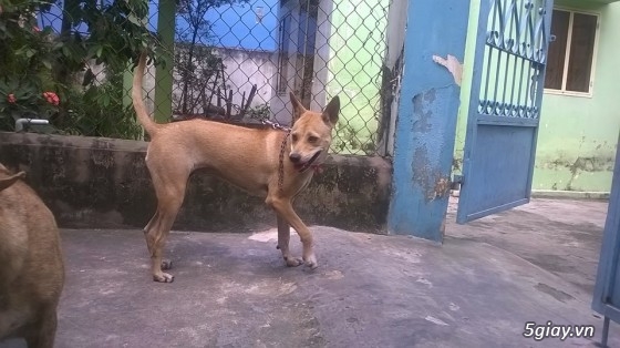 BINH DUONG- Bán bầy chó Phú quốc vện thuần chủng - 15