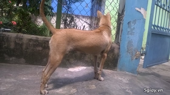 BINH DUONG- Bán bầy chó Phú quốc vện thuần chủng - 12