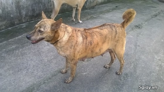 BINH DUONG- Bán bầy chó Phú quốc vện thuần chủng - 10