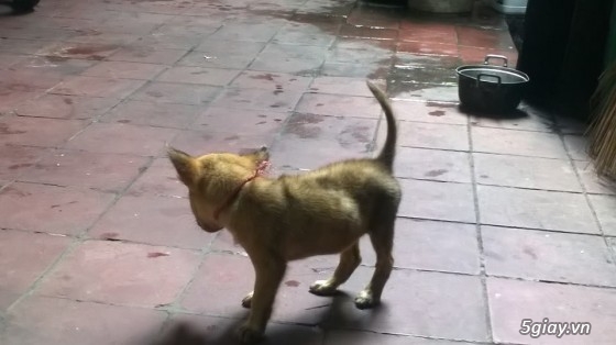 BINH DUONG- Bán bầy chó Phú quốc vện thuần chủng - 6