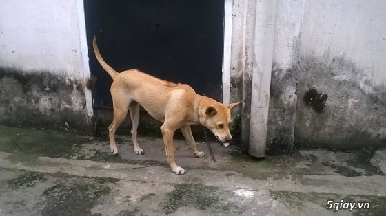 BINH DUONG- Bán bầy chó Phú quốc vện thuần chủng - 11