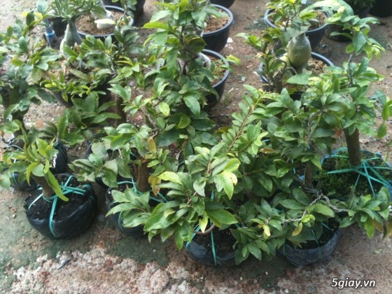 Bán 30 gốc mai ghep bonsai gia 100-150k/gốc - 1