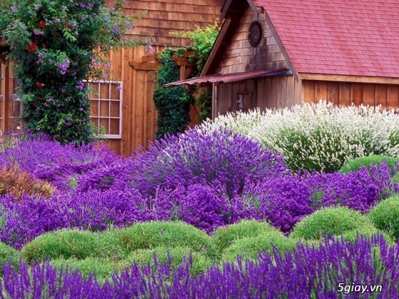 [Aroma-zone.vn] 20/11 Combo quà tặng: Hoa Lavender + Tinh dầu Lavender giảm giá mạnh!