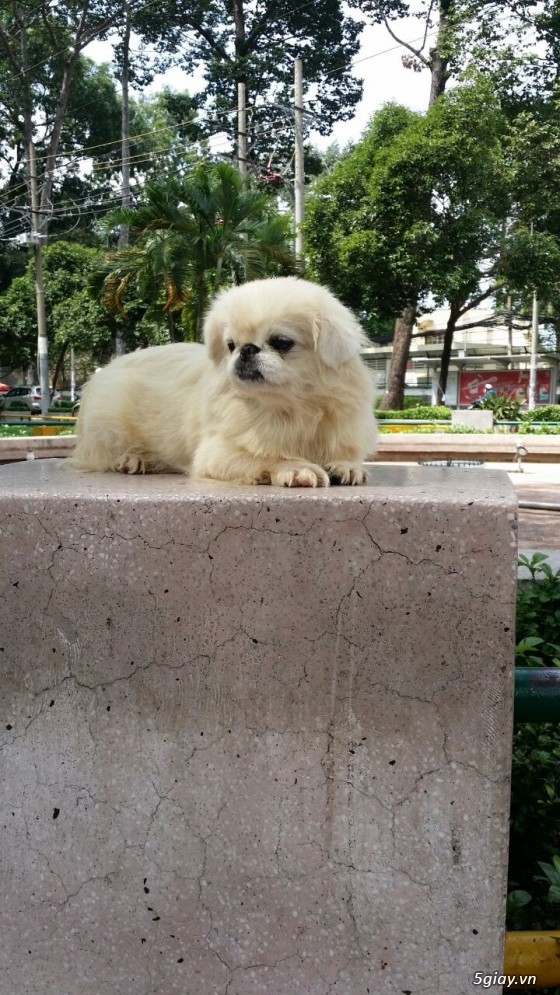 Chó - - Cần bán 1 chó fox sóc và 1 chó bắc kinh giá tốt | 5giay