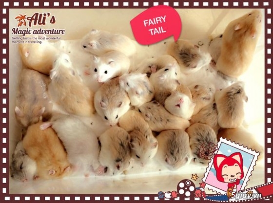 Thủ Đức - Quận 9 - Fairy Tail hamster shop - Shop hamster giá rẻ nhất khu vực - 1