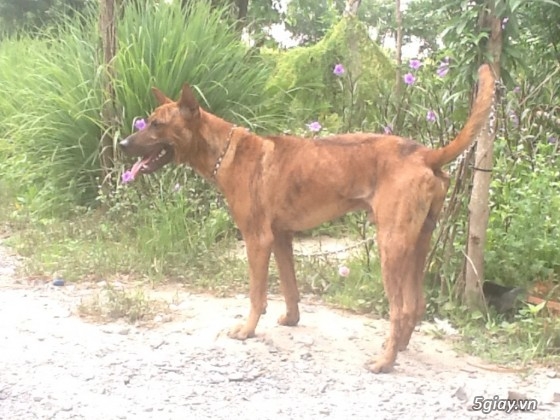 Chó giống Phú Quốc - Sinh sản tại gia - Cập nhật liên tục 2014-2015 - 26