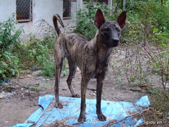 Chó giống Phú Quốc - Sinh sản tại gia - Cập nhật liên tục 2014-2015 - 30