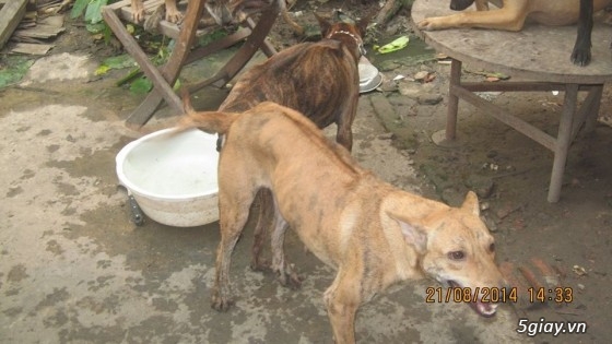 Chó giống Phú Quốc - Sinh sản tại gia - Cập nhật liên tục 2014-2015 - 25