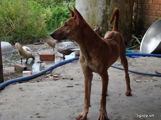 Chó giống Phú Quốc - Sinh sản tại gia - Cập nhật liên tục 2014-2015 - 31