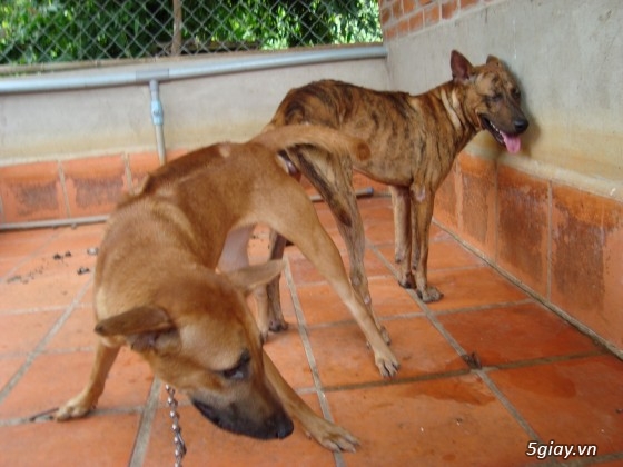 Chó giống Phú Quốc - Sinh sản tại gia - Cập nhật liên tục 2014-2015 - 34