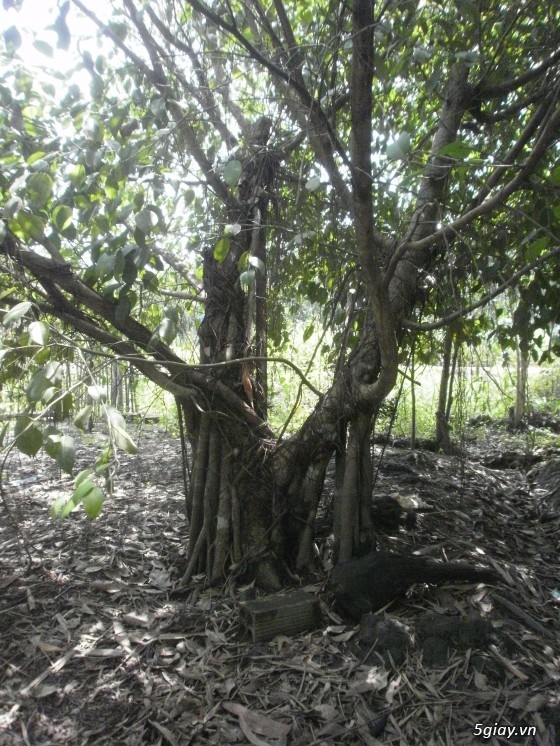 Bán cây cọ dầu và cây sanh 3năm tuổi tại Bến cát, Bình dương.