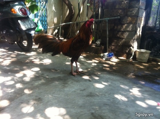 Ban ga khét chan trang zin 100%