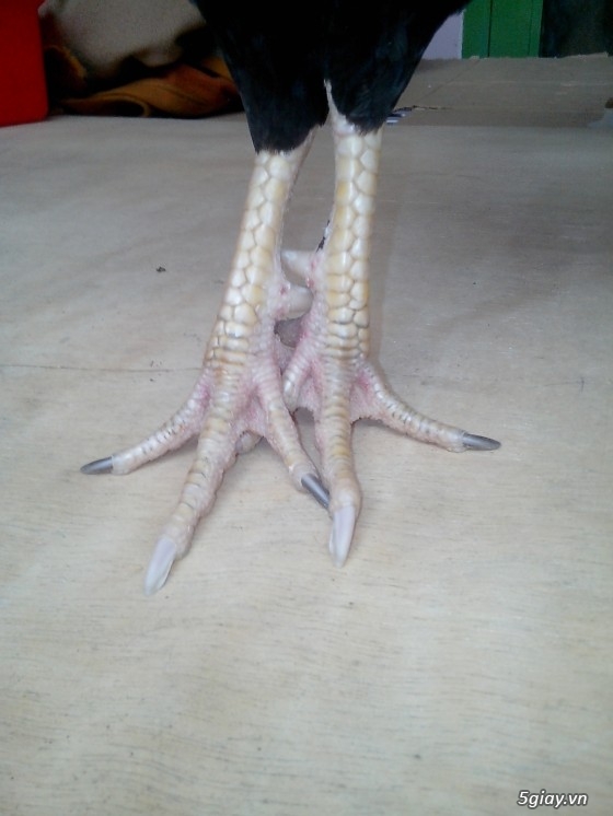 Tể tướng lưng gù và e gà nòi mắt 2 màu!!!!!! - 8