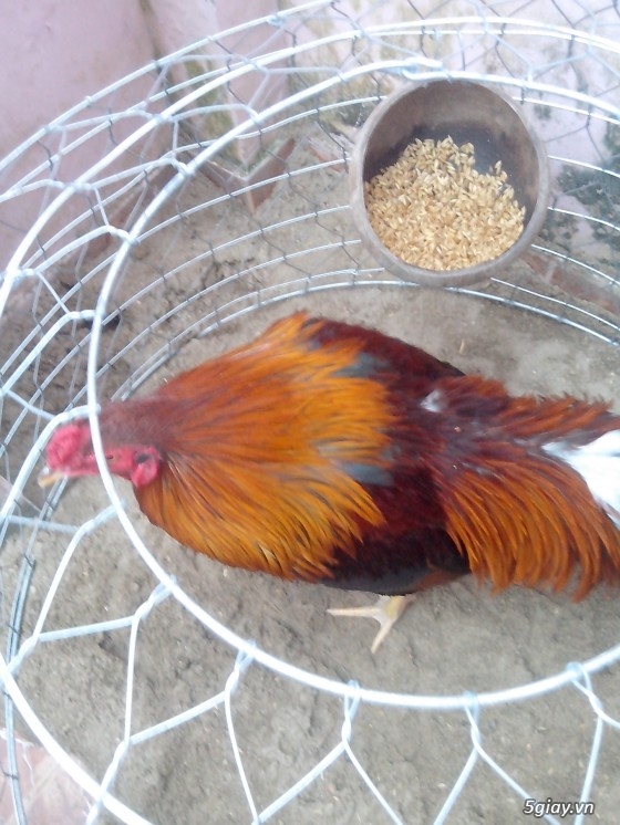 Tể tướng lưng gù và e gà nòi mắt 2 màu!!!!!! - 1