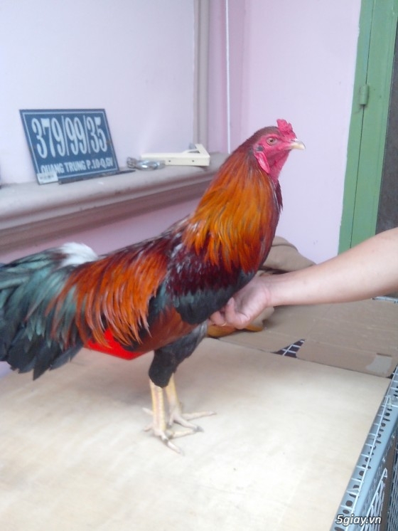 Tể tướng lưng gù và e gà nòi mắt 2 màu!!!!!!