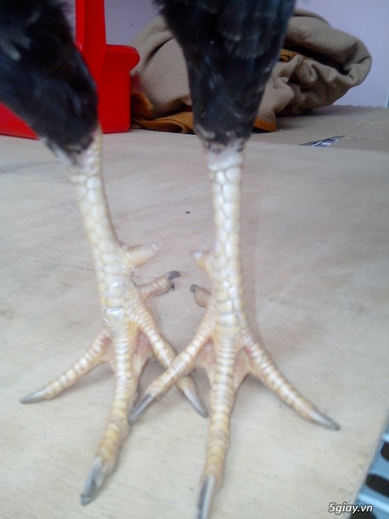 Tể tướng lưng gù và e gà nòi mắt 2 màu!!!!!! - 6