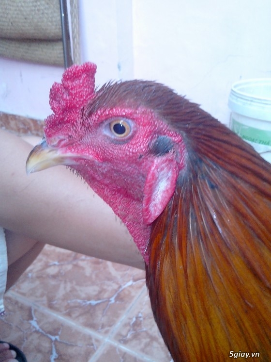 Tể tướng lưng gù và e gà nòi mắt 2 màu!!!!!! - 3