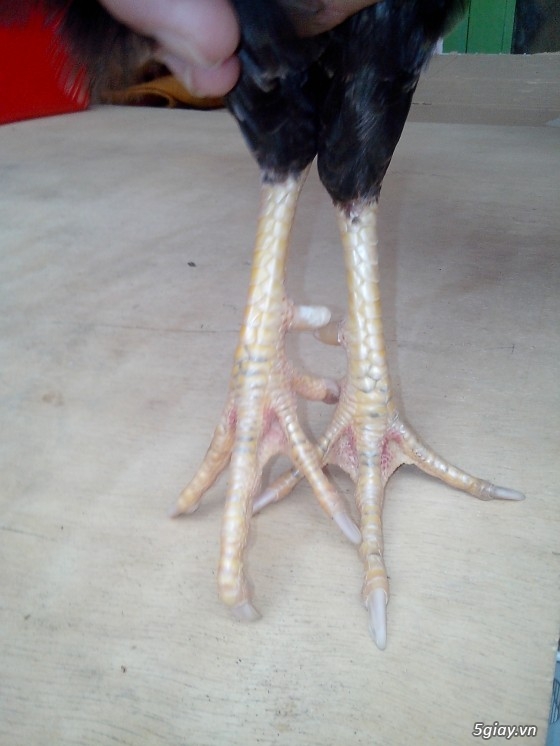 Tể tướng lưng gù và e gà nòi mắt 2 màu!!!!!! - 11