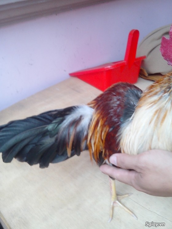 Tể tướng lưng gù và e gà nòi mắt 2 màu!!!!!! - 9