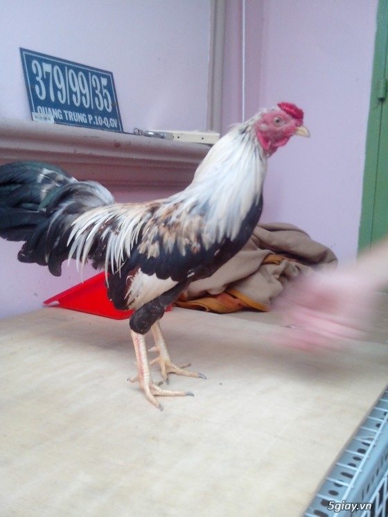 Tể tướng lưng gù và e gà nòi mắt 2 màu!!!!!! - 5