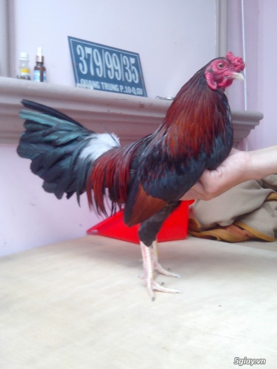 Tể tướng lưng gù và e gà nòi mắt 2 màu!!!!!! - 7