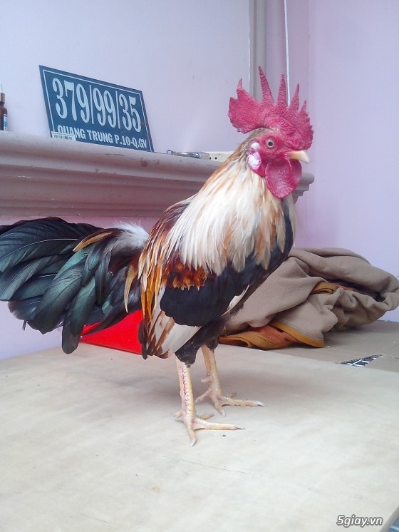 Tể tướng lưng gù và e gà nòi mắt 2 màu!!!!!! - 10