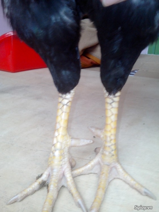 Tể tướng lưng gù và e gà nòi mắt 2 màu!!!!!! - 2