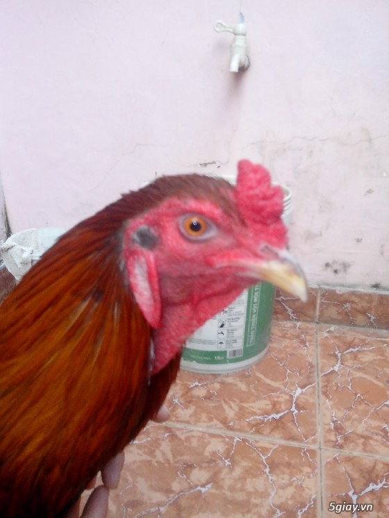 Tể tướng lưng gù và e gà nòi mắt 2 màu!!!!!! - 4