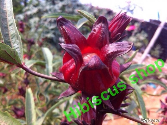Bán atiso đỏ, hồng hoa, hoa vô thường, bụp giấm tại Tp.HCM - 1
