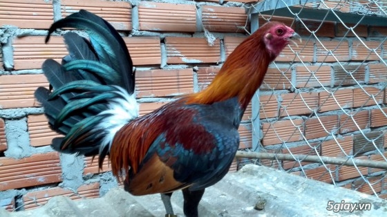 Q12 - Bán gà Mỹ, gà Peru, gà Mỹ lai, gà Peru lai - 32