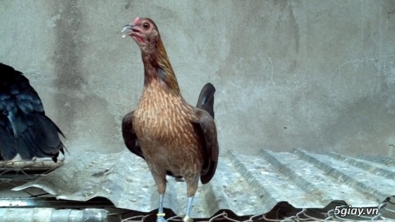 Q12 - Bán gà Mỹ, gà Peru, gà Mỹ lai, gà Peru lai - 37