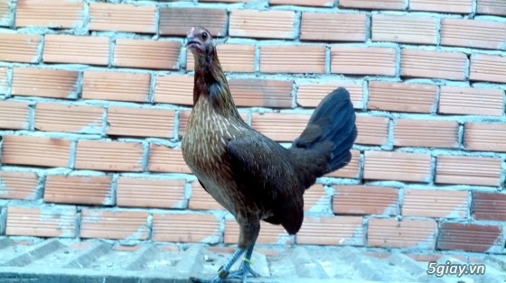 Q12 - Bán gà Mỹ, gà Peru, gà Mỹ lai, gà Peru lai - 39