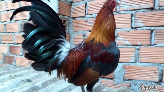 Q12 - Bán gà Mỹ, gà Peru, gà Mỹ lai, gà Peru lai - 31