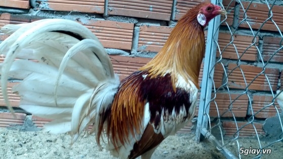 Q12 - Bán gà Mỹ, gà Peru, gà Mỹ lai, gà Peru lai - 36