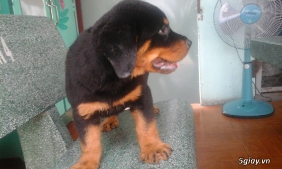 Cần bán Rottweiler 2 tháng tuổi