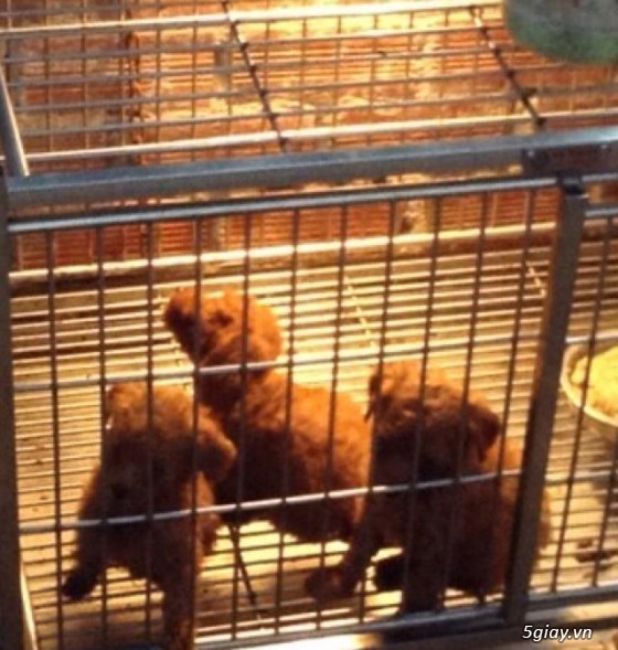 Hcm - chuyên bán các dòng poodle sinh sản tại trại ở sg, đảm bảo sức khỏe cho cún - 3
