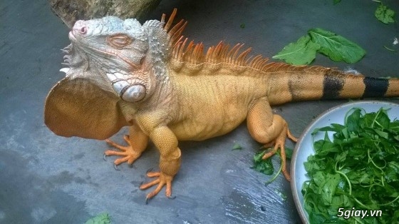 Giao Sỉ - Lẻ các loại Thú Cưng Thailand : Sóc Cảnh - Rùa - Rắn - Iguana .... Giá Gốc - 24