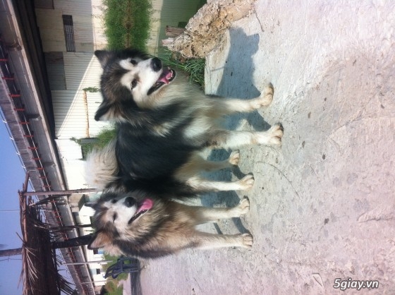 Bán cặp chó Alaska trưởng thành - 3