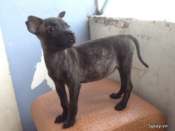Chó giống Phú Quốc - Sinh sản tại gia - Cập nhật liên tục 2014-2015 - 3