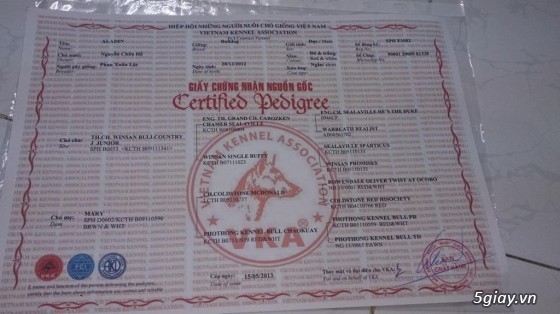 English Bulldog có giấy chứng nhận VKA