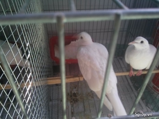bồ câu đuôi xòe và cu pháp màu trắng giá 250 - 3
