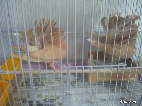 bồ câu đuôi xòe và cu pháp màu trắng giá 250 - 1