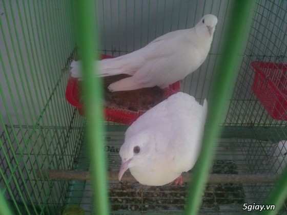 bồ câu đuôi xòe và cu pháp màu trắng giá 250 - 2