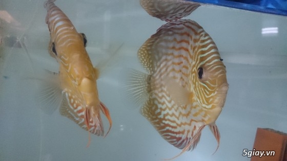 Trại cá dĩa sagotic quận 3 giá sỉ - 5