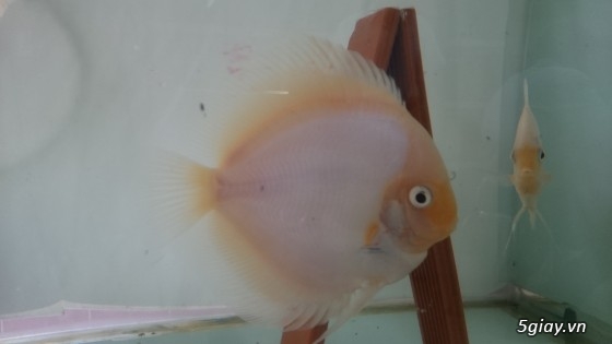 Trại cá dĩa sagotic quận 3 giá sỉ - 3